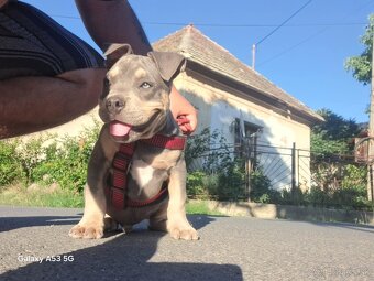 American bully - 4