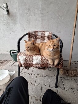 Darujem Kocúrov - 4