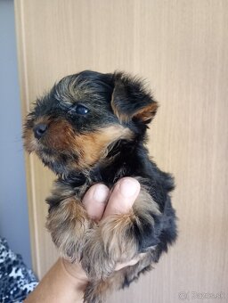 Yorkshirsky terier - 4