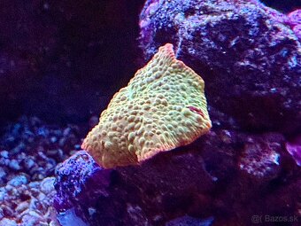 Discosoma Eclectus Jawbreaker mushroom - 4