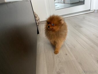 Predam mini pomeranian - 4