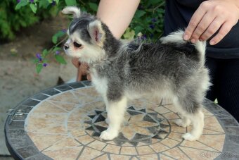 Šteniatko čivava s PP - 4