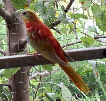 Neoféma tyrkysová zlatožltý opalín - 4