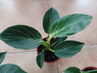 Philodendron Birkin 1ks/5€+pošta - 4