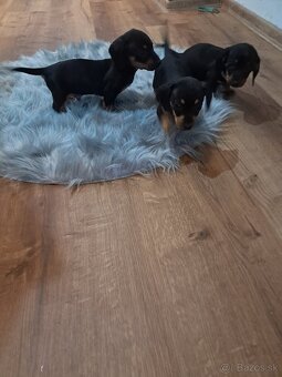 Predám jazvečikov - 4