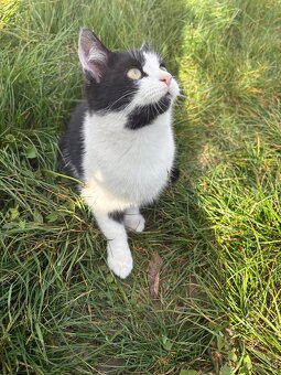 Darujem dve mačičky - 4