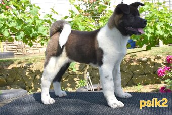 Americká Akita S PP - FCI - 4