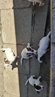 Jack russell terier - 4