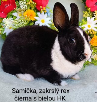 Zakrslé ( zdrobnené) rexy s VP samičky, samčekovia - 4