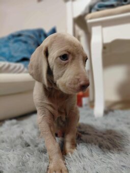 Weimarsky stavac cistokrvni bez papierov - 4