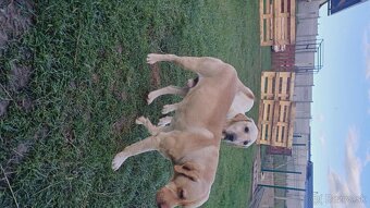 Šteňatá labrador čistokrvný - 4