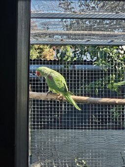 Alexander Veľký DNA - 4