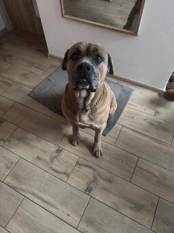 Cane Corso - adopcia - 4