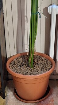 25 ročná  ďatlová palma - 4