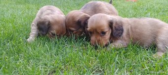 Jazvečík dlhosrsty štandard - 4