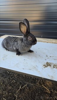 Zajac, Králik - 4