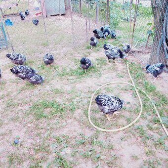 Nasadove vajíčka - 4