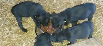 Bandog x - 4