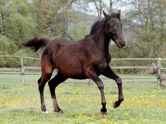 kobylka po appaloosa - 4