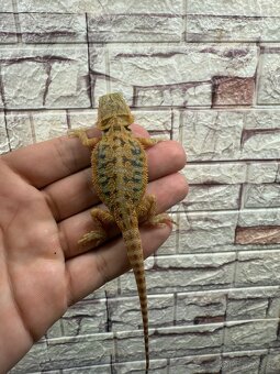 Agama Bradatá - 4