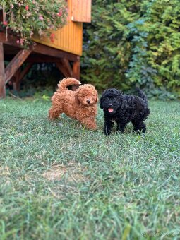 Pudel toy - 4