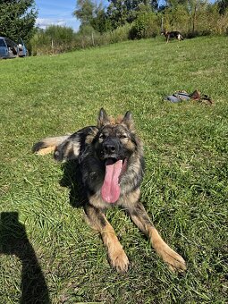 Predám sučku NO s PP - 4