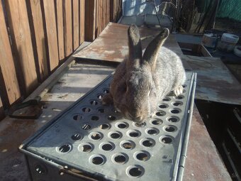 Kraliky - SAMICKY , SAMCE SEREĎ - 4