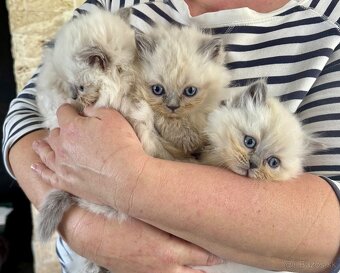 Mačiatka ragdoll na predaj - 4