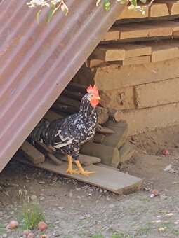 Vlaška Exchequer - 4