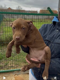 American Pitbull - 4