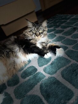 Mainska myvalia mačka main coon - 4