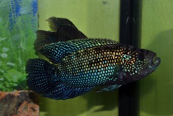 Rocio octofasciata - Kančík perleťový - 4