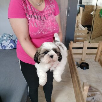 Šteniatko Shih-tzu (shih tzu, shihtzu) - 4