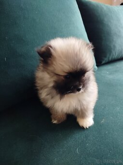 Špic trpasličí _pomeranian - 4