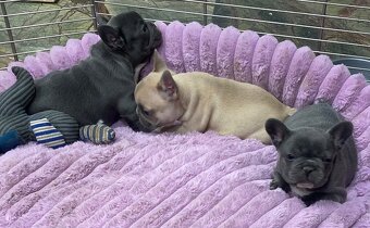 Francuzsky buldoček - 4