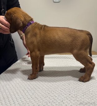 Rhodesian Ridgeback s preukazom pôvodu - 4