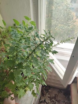 Predám Migrénovník - 4