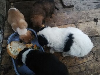 Predám šteniatka - 4