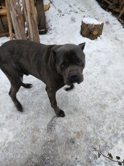 Predám cane corso - 4