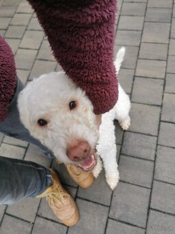 hotel pre psov, vycvik psov - 4