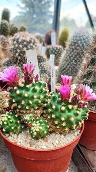 Mrazuvzdorné kaktusy - 4