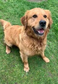 Zlaty retriever - Krytie - 4