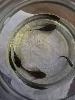 Prísavník obyčajný - Ancistrus sp. - 4
