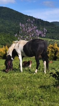 Paso fino - 4