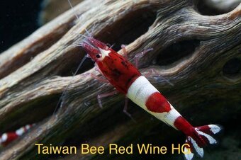 TOP PREMIUM Krevety, Akva machy, PREMIUM RED BOA - TRENCIN - 4