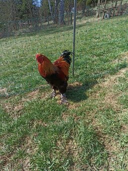 Predám brahmanky - 4