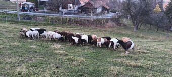 Prodám ovce kamerunské dorper - 4