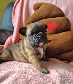 Francúzsky buldoček s PP - 4