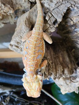 Agama bradatá - 4