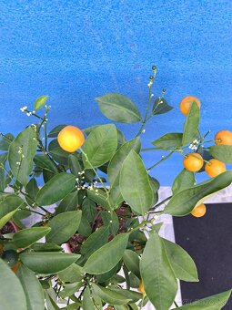 Citrus calamondin Citrus Mitis - 4
